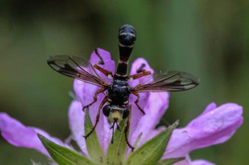 Réf. 197 671 : Physocephala vittata